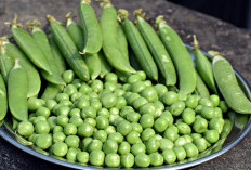 5 Efek Samping Konsumsi Kacang Polong Secara Berlebihan, Salah Satunya Picu Alergi