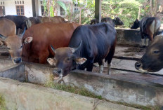 Pesanan Sapi di Bengkulu Melonjak, Harga Naik Rp1 Juta Jelang Iduladha 2026