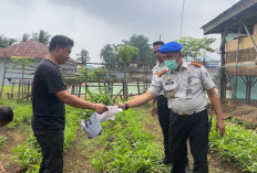 Panen Perdana Program Ketahanan Pangan Rutan Manna, Hasil Pertanian Capai 40 Kilogram