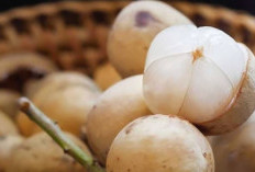 Buah Musiman Segudang Nutrisi, Cek Disini Manfaat Duku untuk Kesehatan Tubuh 