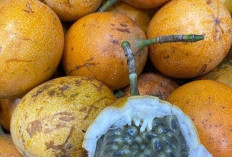 Stop Konsumsi Markisa Berlebihan, Bisa Picu Sederet Efek Samping Berbahaya 