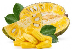 Jadi Camilan Sehat, Ini Manfaat Tak Terduga Buah Nangka Bagi Tubuh