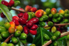 Tambahkan List Favoritmu! Ini Karakteristik dan Jenis Kopi Robusta yang Bisa Diketahui