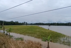 Banjir Rendam 100 Hektare Sawah, Petani Desa Srikuncoro Gagal Panen