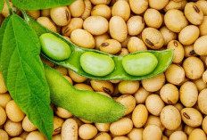 5 Manfaat Kacang Kedelai untuk Ibu Hamil, Dukung Pertumbuhan hingga Perkembangan Janin