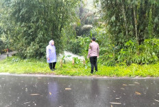 Anak 8 Tahun di Rejang Lebong Terseret Arus Deras Siring, Pencarian Masih Berlangsung