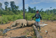 Krisis Habitat Kian Nyata, 2 Gajah Sumatera Ditemukan Mati di Hutan Mukomuko