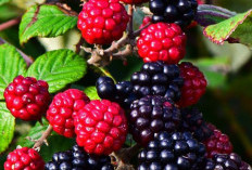 Enak dan Kaya Nutrisi, 7 Buah yang Bagus untuk Membantu Mengurangi Peradangan