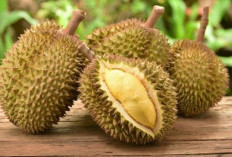 Miliki Julukan Raja Buah, Cek Disini Manfaat Durian Bagi Kesehatan Tubuh 