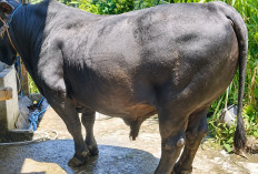 Tembus Rp102 Juta, Sapi Jumbo 1 Ton Asal Bengkulu Selatan Resmi Dipilih Jadi Kurban Presiden Prabowo