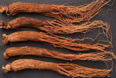 Cek Disini, 8 Manfaat Ginseng Merah untuk Kecantikan Kulit 