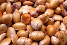 Cek Sekarang, 7 Manfaat Biji Durian untuk Kesehatan, Bisa Diolah dan Kaya Nutrisi