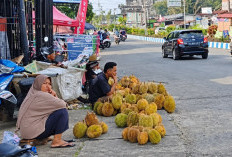 Bupati Bengkulu Selatan Dukung Warga Jualan Durian, Asal Tidak Bikin Macet dan Kotori Jalan