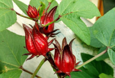 Bunga Rosella Miliki Segudang Manfaat Tersembunyi untuk Kecantikan, Cek Sekarang!