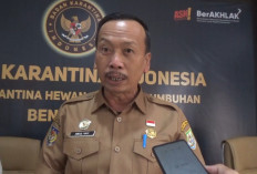 Sasar Bobot 850 Kg, Pemprov Bengkulu Seleksi Calon Sapi Kurban Bantuan Presiden