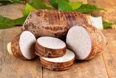 Suka Makan Umbi Talas? Jangan Lewatkan Segudang Manfaatnya Bagi Kesehatan Tubuh, Cek Disini!