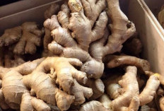 Ini Rempah yang Bisa Bantu Redakan Batuk, Mudah Ditemukan dan Bisa Diolah Jadi Minuman