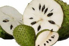 7 Manfaat Konsumsi Buah Sirsak untuk Kesehatan Tubuh, Bisa Bantu Tingkatan Imun