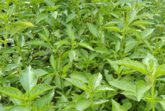 Cek di Sini! Manfaat Daun Kemangi bagi Kesehatan Tubuh, Kaya Antioksidan dan Nutrisi