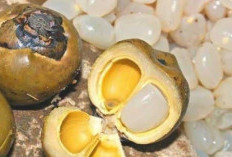 Waspadai! Ini 3 Efek Samping Berbahaya dari Mengonsumsi Buah Lontar Secara Berlebihan