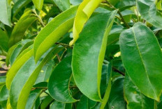 Kaya Senyawa Bioaktif, Ini Manfaat Minum Air Rebusan Daun Sirsak bagi Kesehatan