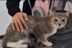 Baru Terima 500 Dosis Vaksin Rabies, DKPP Kota Bengkulu Sebut Masih Kurang