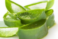 Cek Efek Samping Lidah Buaya Ini! Bisa Sebabkan Kulit Kering