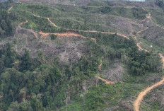Satwa Mati Beruntun di Mukomuko, Koalisi Seblat Tuding Gakkum Kemenhut Mandul
