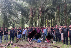 Gerebek Judi Sabung Ayam di Tanjung Kemuning, Polres Kaur Amankan 3 Pelaku