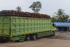 Update Harga Komoditas Seluma: TBS Sawit Sentuh Rp3.000 per Kg, Karet Tertahan di Rp10 Ribu