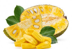 Cek Disini, 4 Manfaat Mengonsumsi Buah Nangka dengan Rutin