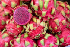 4 Manfaat Buah Naga untuk Kecantikan Kulit, Yuk Gunakan Secara Rutin!