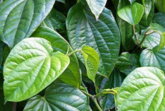 Cek di Sini! Ini Manfaat Daun Sirih bagi Kesehatan, Punya Kandungan Antioksidan 