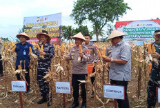 Perkuat Ketahanan Pangan, Polda Bengkulu Panen Jagung Serentak Kuartal I 2026