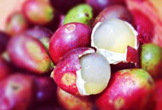 Ini Fakta Unik Buah Matoa yang Jarang Diketahui, Utamanya Miliki Gabungan Rasa yang Lezat