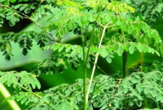 6 Manfaat Daun Kelor untuk Kesehatan Tubuh, Salah Satunya Ampuh Atasi Peradangan 
