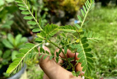 Berikut 6 Kelompok Orang yang Pantang Konsumsi Daun Meniran, Siapa Saja?