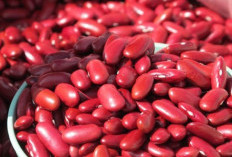 Bisa Sebabkan Hal Ini, 7 Efek Samping Konsumsi Kacang Merah Berlebihan bagi Kesehatan