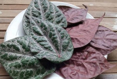 Daun Sirih Merah Tawarkan 5 Manfaat Utama untuk Kesehatan Tubuh Anda, Cek Disini!
