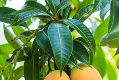 4 Efek Samping Konsumsi Daun Mangga Berlebihan, Memicu Gangguan Pencernaan 