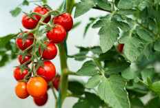 Kaya Vitamin C, Ini 10 Manfaat Konsumsi Tomat Ceri dengan Rutin