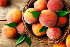Berikut Ini Ragam Fakta Unik yang Tersimpan pada Buah Kesemek, Julukannya Buah Genit Loh!