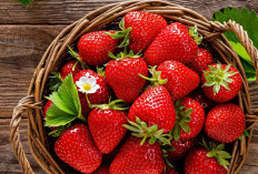 Konsumsi Secukupnya, Ini Manfaat Strawberry untuk Kesehatan, Dapat Mendukung Daya Tahan Tubuh 